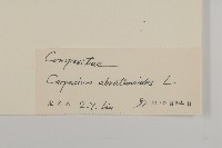 天名精藏品圖，第3張