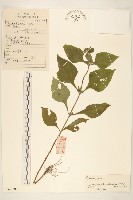 腺梗豨薟藏品圖，第1張