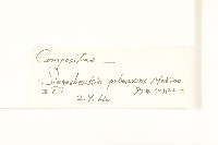 腺梗豨薟藏品圖，第3張