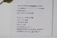 牛膝藏品圖，第2張