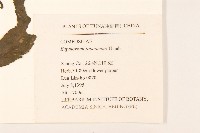 佩蘭、澤蘭藏品圖，第2張