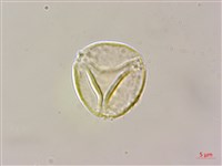 小花山茉莉藏品圖，第2張