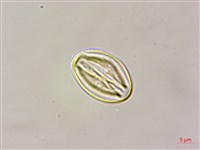 小花山茉莉藏品圖，第3張