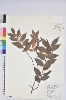 米飯花藏品圖，第1張