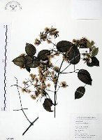 柱果鐵線蓮藏品圖，第1張