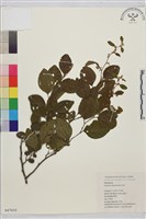 馬甲子藏品圖，第2張