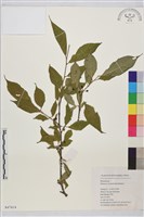 桃葉鼠李藏品圖，第1張