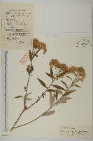 狹葉紫菀藏品圖，第1張