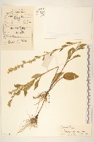 一枝黃花藏品圖，第1張