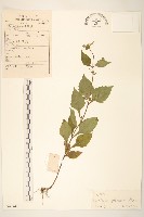 毛梗豨薟藏品圖，第1張