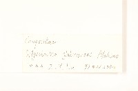 毛梗豨薟藏品圖，第3張