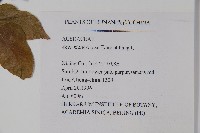 江西槭藏品圖，第2張