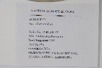 飛蛾槭藏品圖，第2張