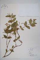 細苞忍冬藏品圖，第1張