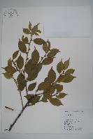 威氏冬青藏品圖，第1張