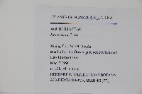 威氏冬青藏品圖，第2張