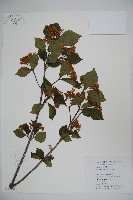 樺葉莢迷、玉山莢迷藏品圖，第1張