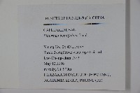 樺葉莢迷、玉山莢迷藏品圖，第2張