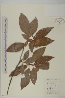 南嶺山柳藏品圖，第1張