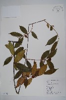 紫花絡石藏品圖，第1張