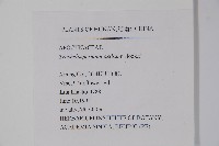 紫花絡石藏品圖，第2張