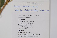 毛花楊桃藏品圖，第2張