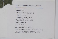 闊葉獼猴桃藏品圖，第2張