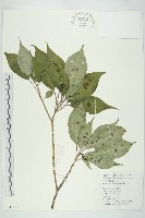 青莢葉藏品圖，第1張