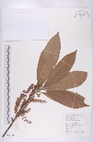 冬桃藏品圖，第1張