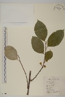 顯柱南蛇藤藏品圖，第1張