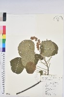 野桐藏品圖，第1張