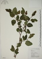 小桑樹藏品圖，第1張