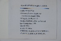 蝴蝶莢迷藏品圖，第2張