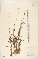 細葉苦實藏品圖，第1張