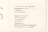 細葉苦實藏品圖，第2張