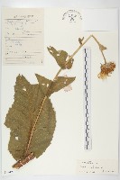 土木香藏品圖，第1張