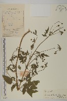 鬼針舅藏品圖，第1張