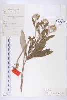 羊耳菊藏品圖，第1張