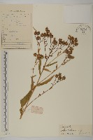 紫菀藏品圖，第1張