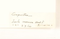 總狀土木香藏品圖，第3張