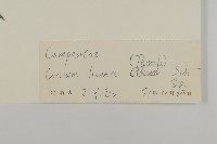 華薊藏品圖，第3張