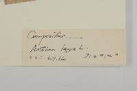 牛蒡藏品圖，第3張