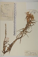 黃褐珠光香青藏品圖，第1張