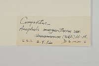 黃褐珠光香青藏品圖，第3張