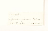 腺梗豨薟藏品圖，第3張