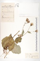 少花鳳毛菊藏品圖，第1張