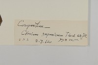 小薊藏品圖，第3張