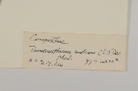 油菊、野菊藏品圖，第3張