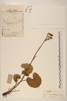 狹苞橐吾藏品圖，第1張