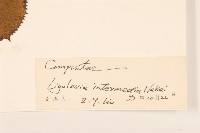 狹苞橐吾藏品圖，第3張